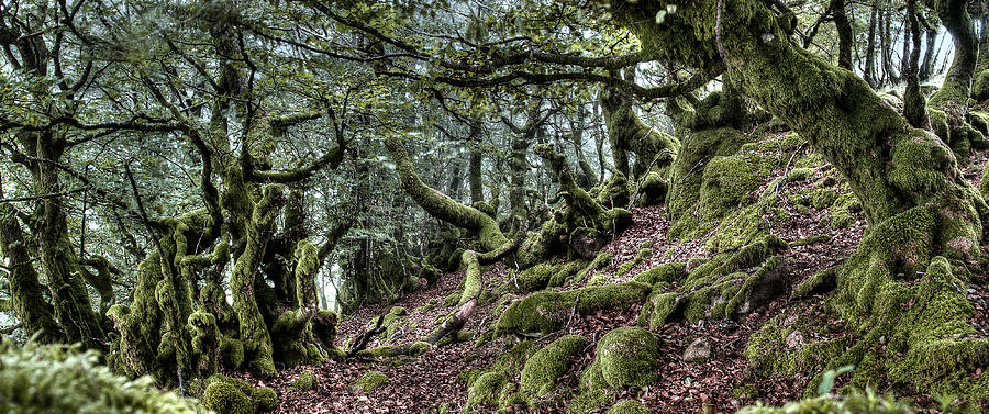 Nature Photograph - The Elven forest No2 by Weston Westmoreland