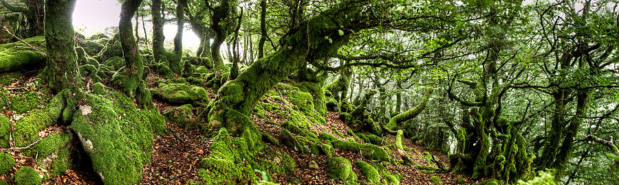 The Elven forest No2 Wide Photograph by Weston Westmoreland
