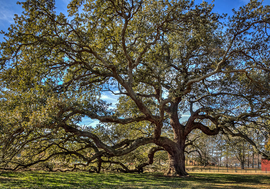 The Emancipation Oak Tree at HU Photograph by Jerry Gammon