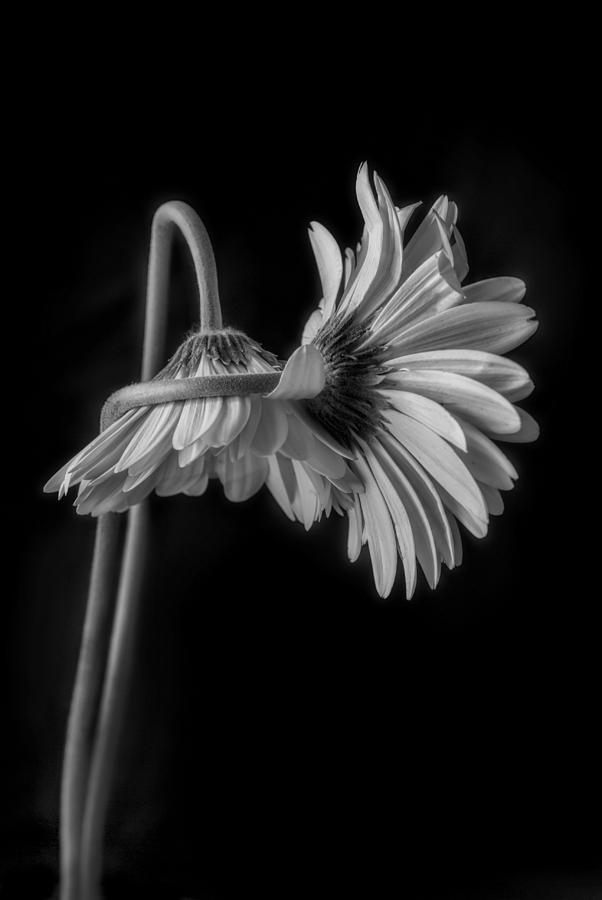 The Embrace Black and White Photograph by Leah McDaniel | Fine Art America