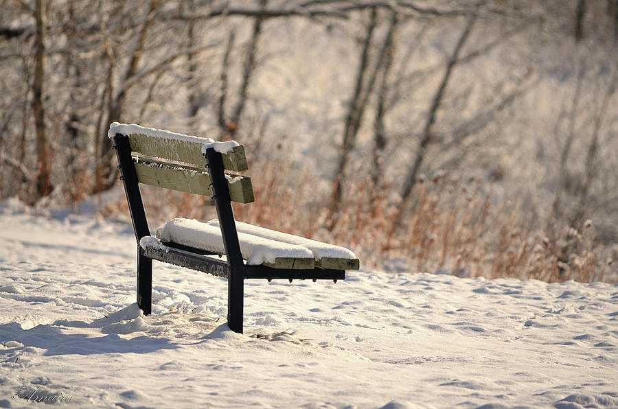 The Empty Bench Photograph by Maria Angelica Maira