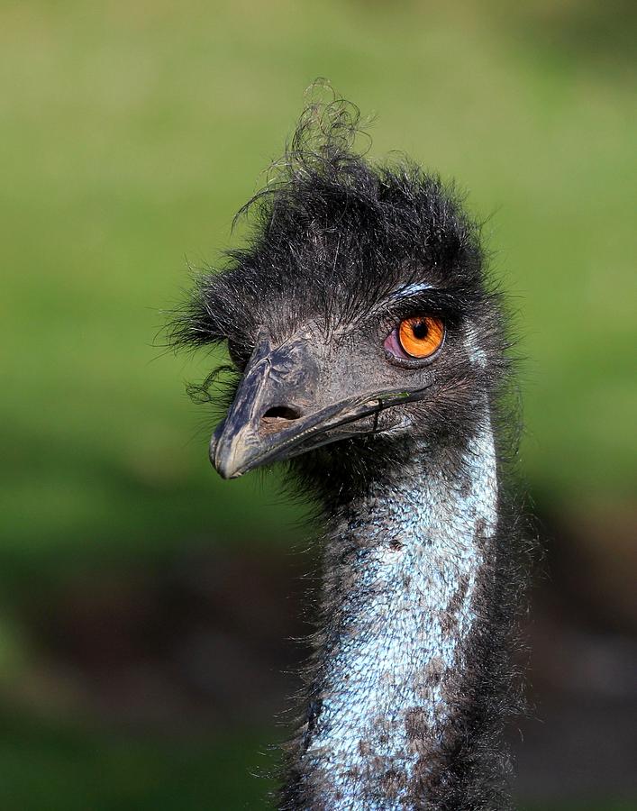 The Emu Photograph by Davandra Cribbie