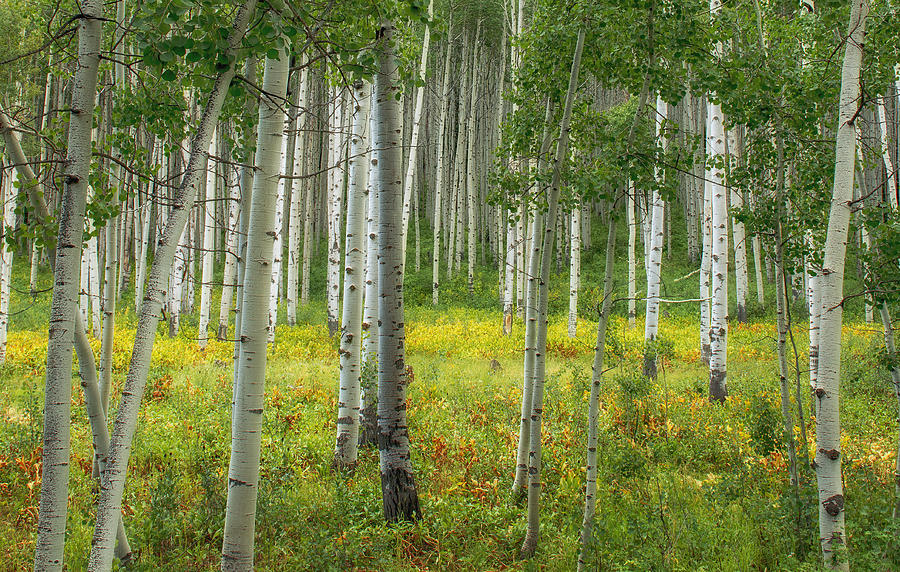 Tree Photograph - The Enchanted Aspen Forest by Tim Reaves