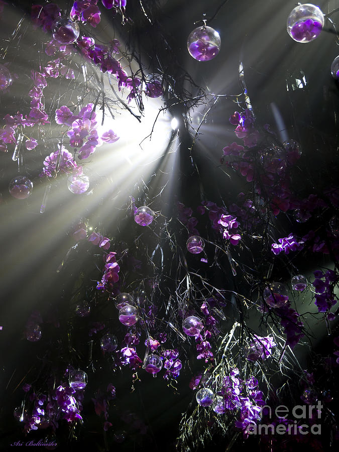 The Enchanted Orchids Forest 03 Photograph by Arik Baltinester