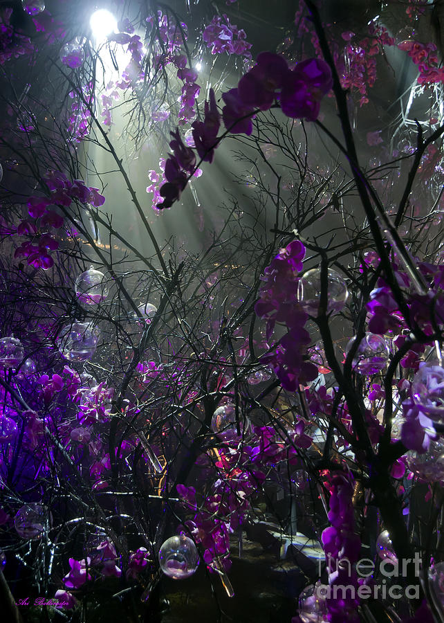 The Enchanted Orchids Forest 04 Photograph by Arik Baltinester