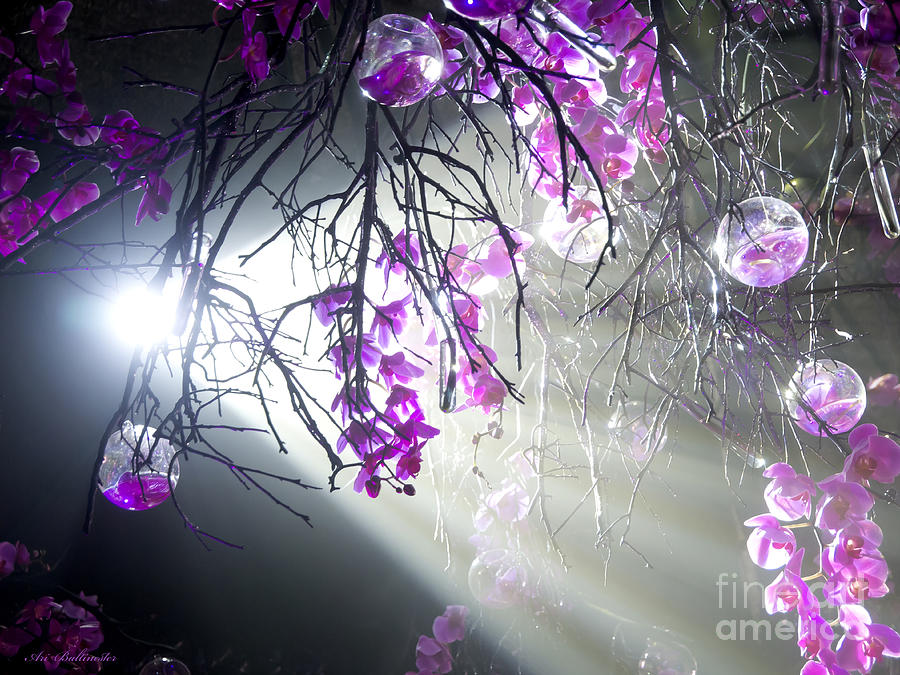 The Enchanted Orchids Forest 06 Photograph by Arik Baltinester