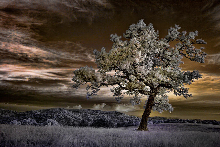 The Enchanted Tree - Blue Ridge Parkway Photograph by Dan Carmichael