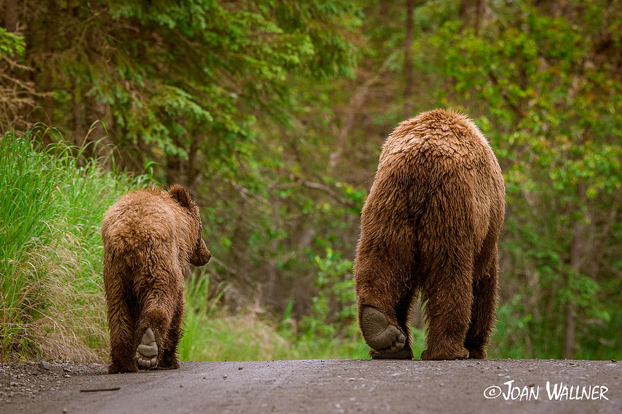 Alaska Photograph - The Grizzly End by Joan Wallner Alaska Photograph - The Grizzly End by Joan Wallner