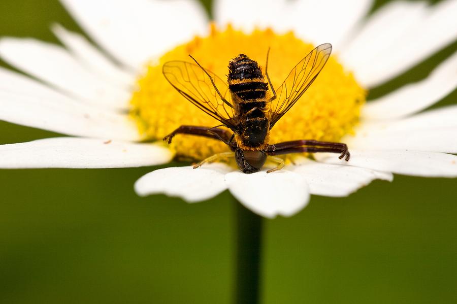 Hover Fly Photograph - The End by Mike Farslow