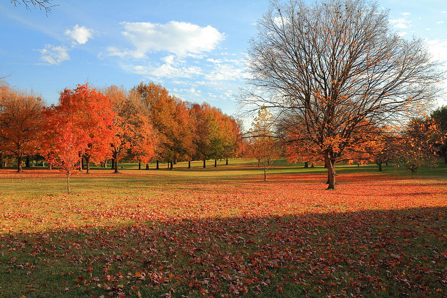 The End of Autumn in Francis Park Photograph by Scott Rackers
