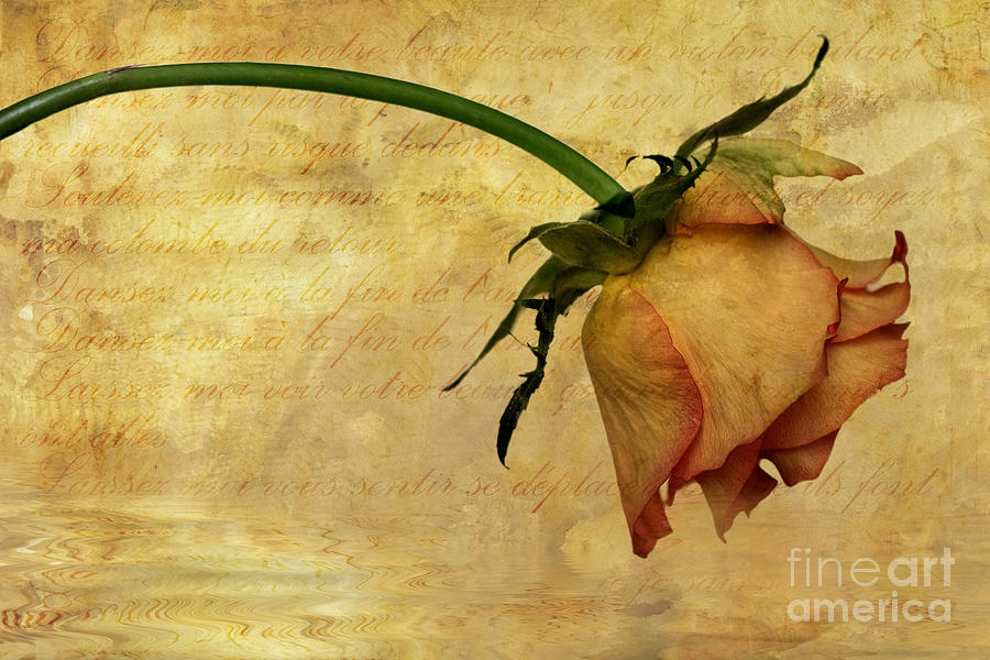 Rose Photograph - The End Of Love by John Edwards