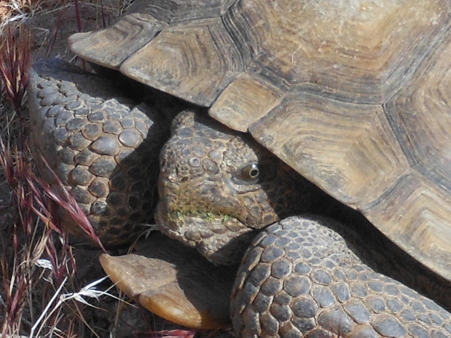 The Endangered Desert Tortoise Photograph by James Welch