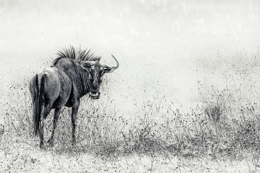 Wildlife Photograph - The Endless Grass-fields by Piet Flour