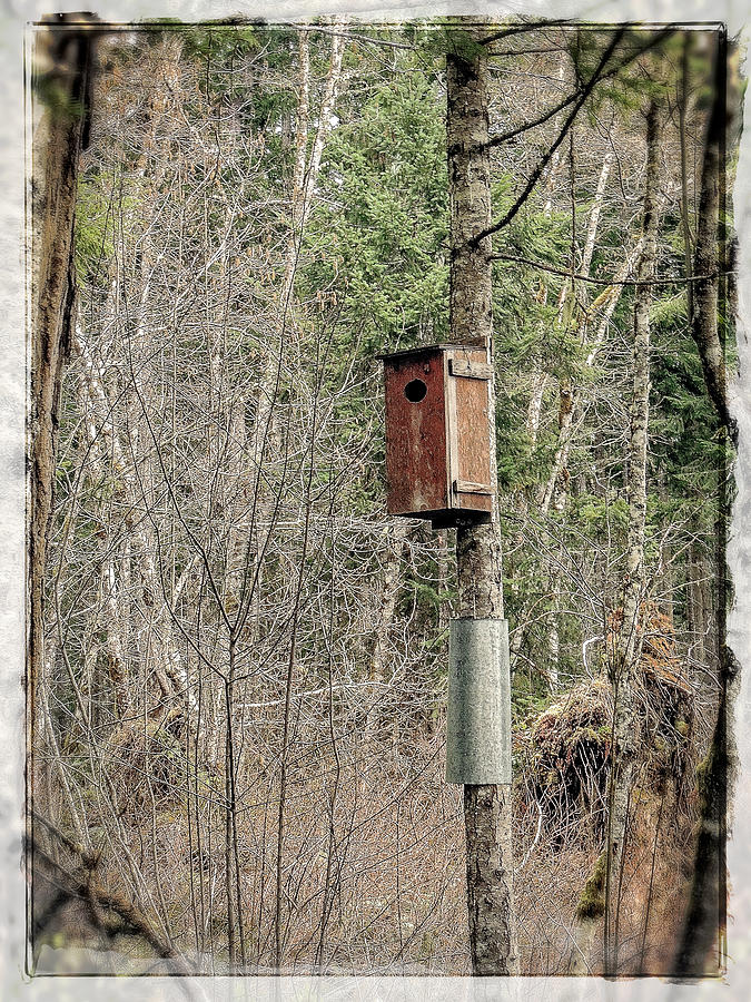 Birdhouse Environment of Hamilton Marsh  Photograph by Roxy Hurtubise