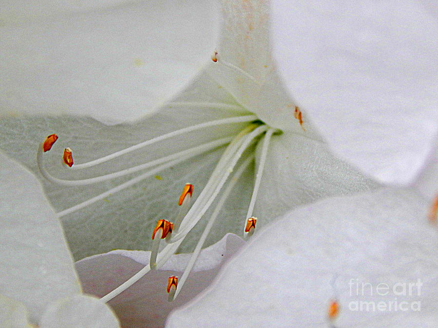 Landscape Flowers Photograph - The Equinox Of The White Azalea In New Orleans Louisiana  by Michael Hoard