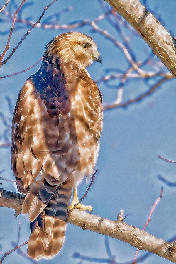 The Essence of A  Hawk Photograph by Constantine Gregory