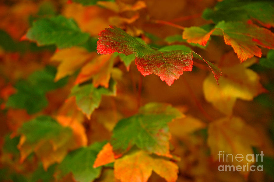 Fall Photograph - The Essence Of Fall by Nick Boren