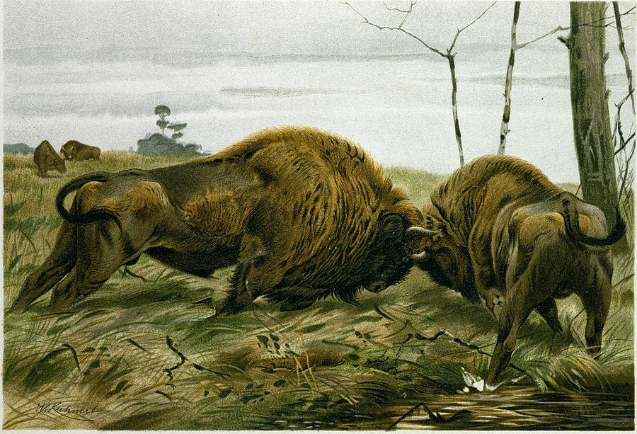 Bison Drawing - The European Bison by English School