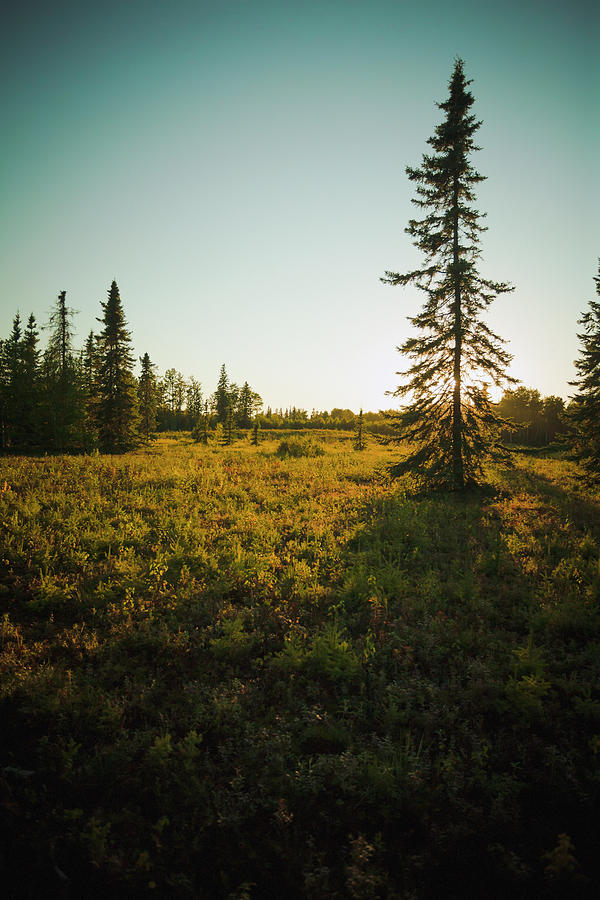 The Evening Sun Behind A Black Spruce Photograph by Joel Koop / Design Pics