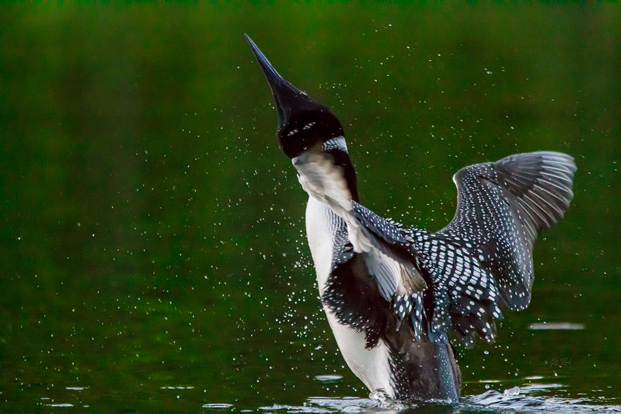 The ever elusive loon coming out of dive Photograph by Eti Reid
