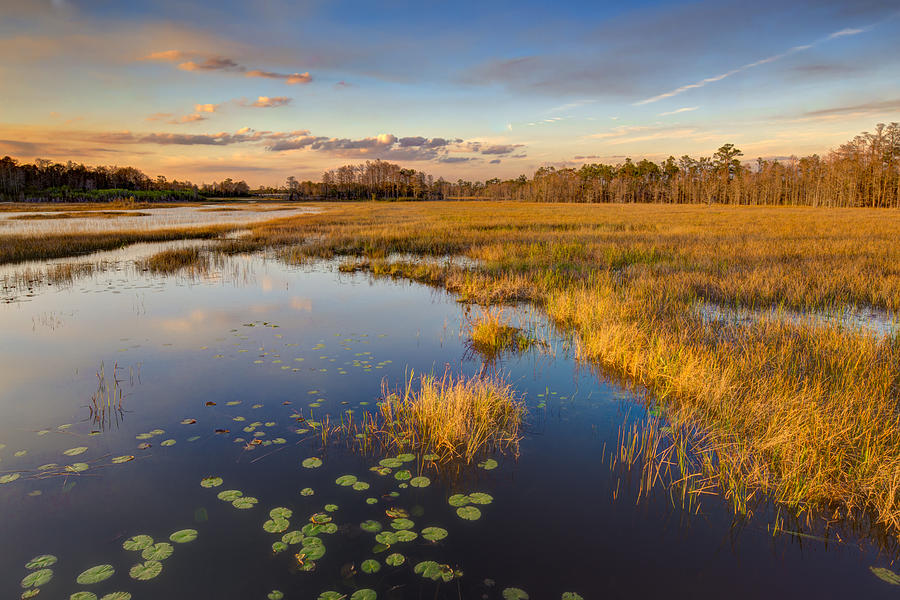 The Everglades Photograph by Debra and Dave Vanderlaan