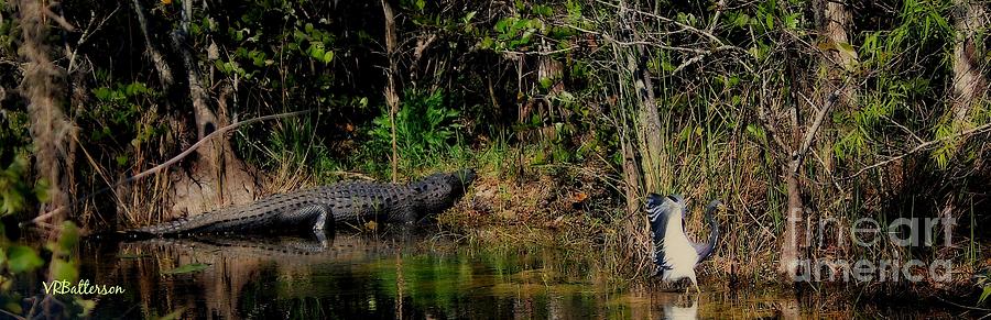 The Everglades Photograph by Veronica Batterson