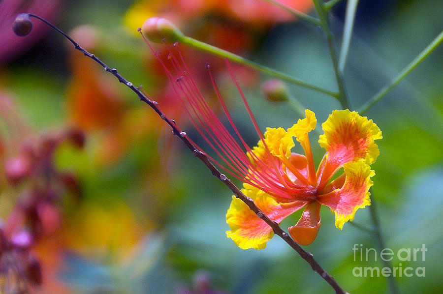 The Exotic Gulmohar Photograph by Ted Guhl