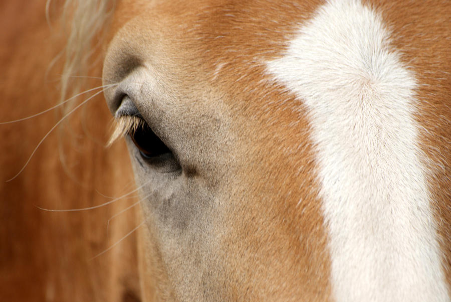 The Eye From A Horse Photograph by Jolly Van der Velden