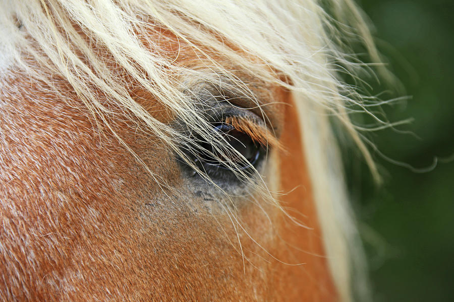 The Eye Of A Horse Photograph by Daniela Duncan