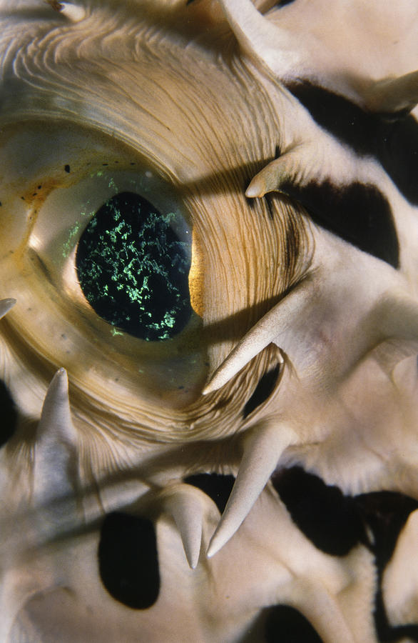 The Eye Of A Pufferfish Photograph by Sandra Edwards