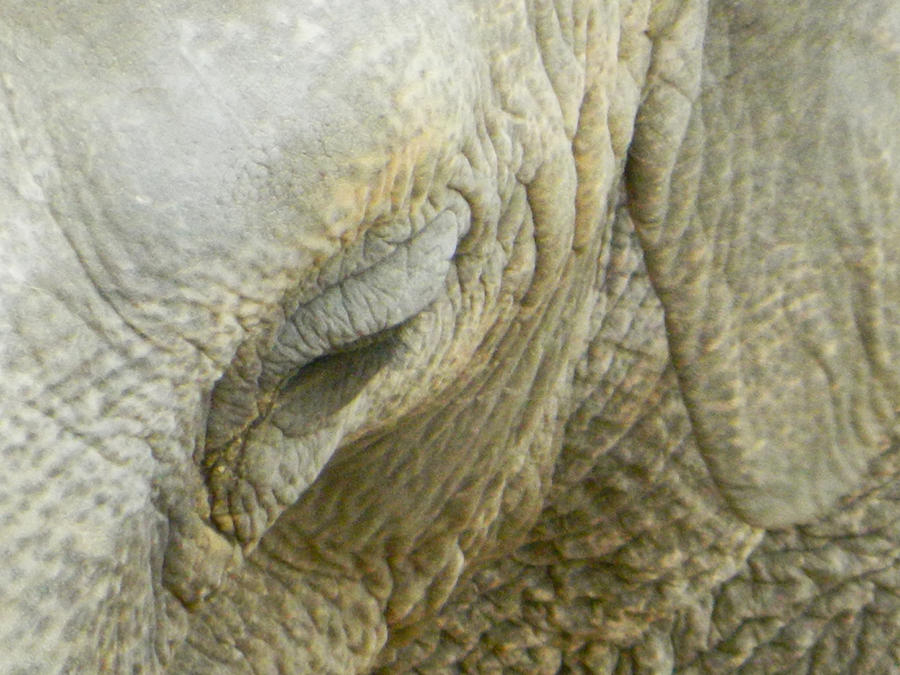 The Eye of Bozie the Elephant Photograph by Emmy Vickers