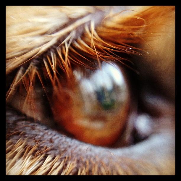 Golden Retriever Photograph - The Eye of Max by Beth H