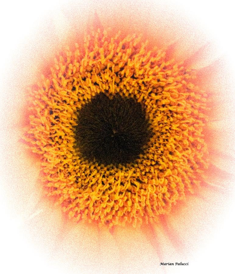The Eye Of the Daisy Photograph by Marian Lonzetta