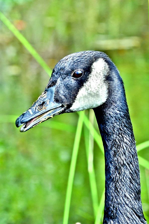 The Eye of the Goose Photograph by Kim Bemis