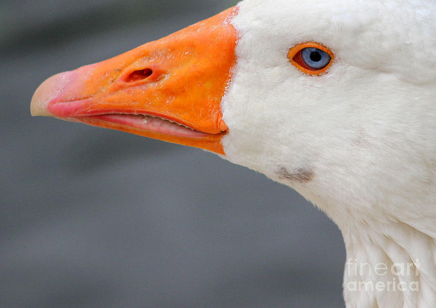 The Eye of the Goose Photograph by Mandy Jervis - Fine Art America