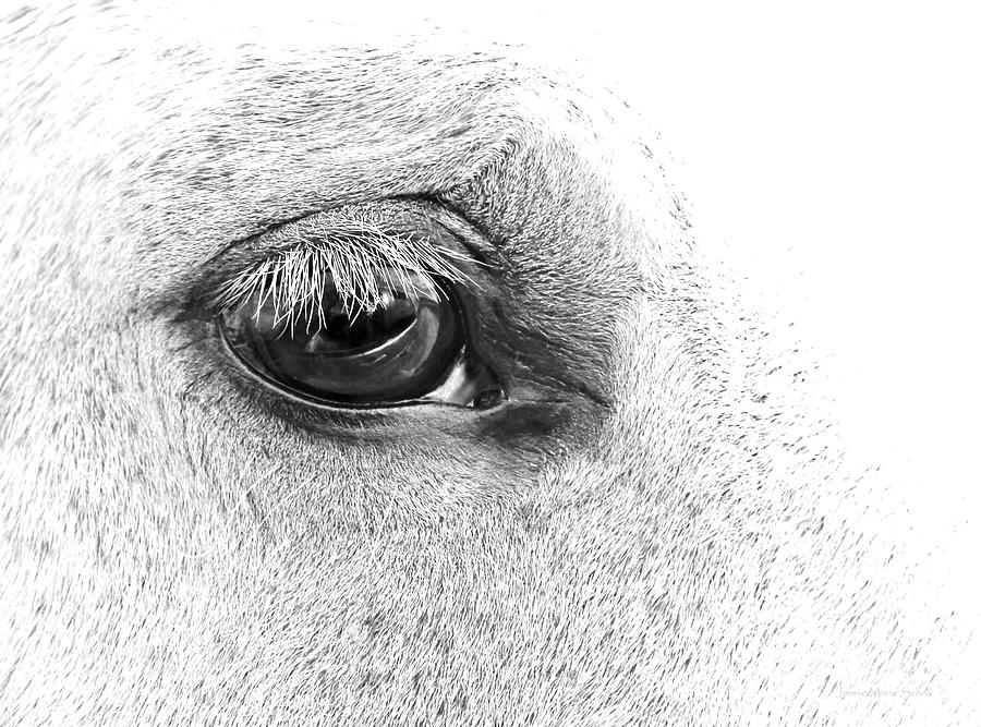 The Eye of the Horse Black and White Photograph by Jennie Marie Schell