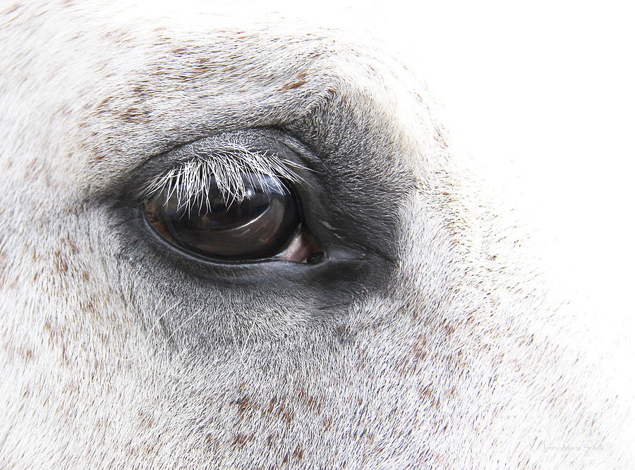 Horse Photograph - The Eye of the Horse  by Jennie Marie Schell