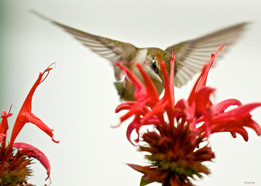 The Eye of the Hummingbird Photograph by Kristin Hatt