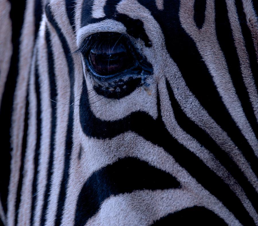 The Eye of the Zebra Photograph by Eric Tressler