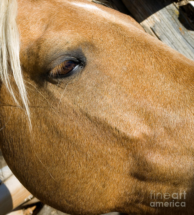 The Eye Of A Horse Photograph by Tara Lynn