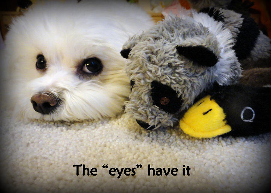 Toy Photograph - The Eyes Have It by Mary Beth Landis