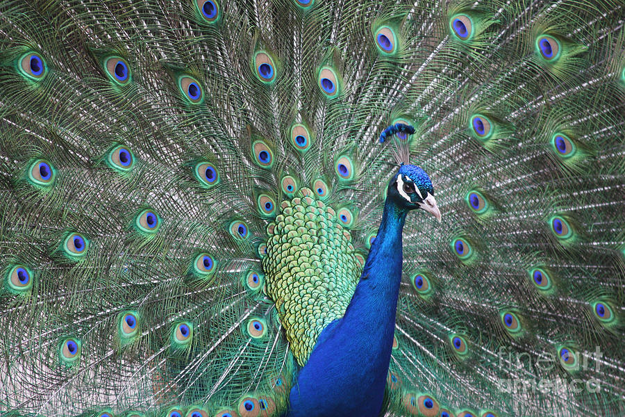The Eyes Have It by Rusty Green The Eyes Have It by Rusty Green
