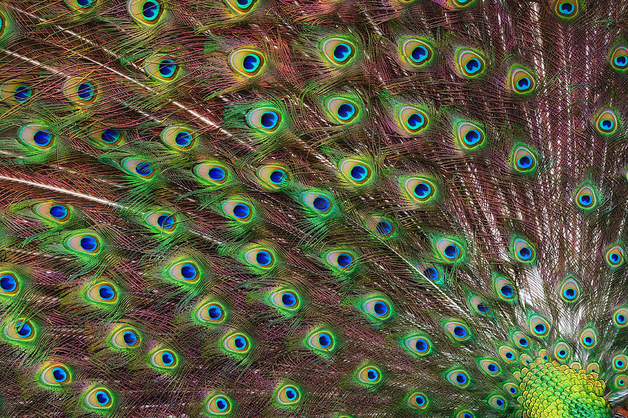 Peacock Photograph - The Eyes by Joseph Erbacher