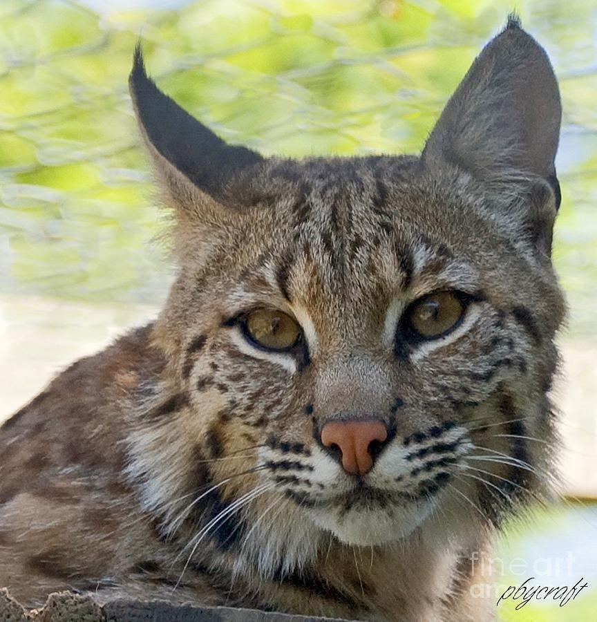 The Eyes Of A Bobcat Photograph by Pamela Bycraft