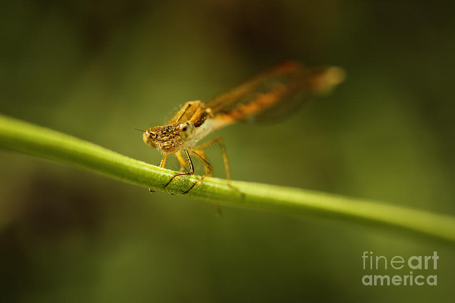 The Eyes Of A Damselfly Photograph