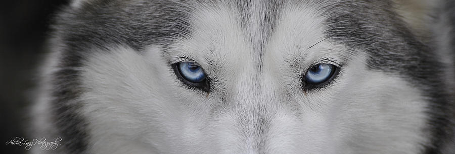 The Eyes Of A Husky Photograph