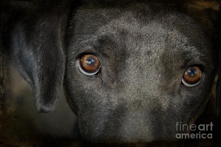 The Eyes of a Rescue Dog Photograph by Janice Pariza