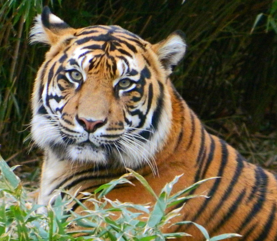 The Eyes Of A Sumatran Tiger Photograph