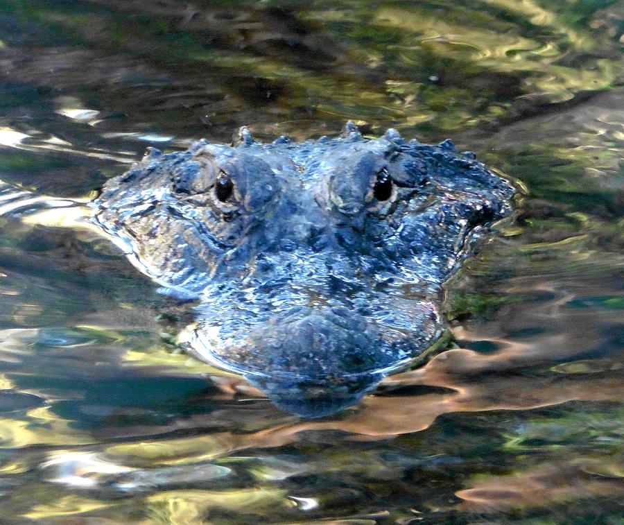 Alligator Photograph - The Eyes of the Alligator by Richard Bryce and Family