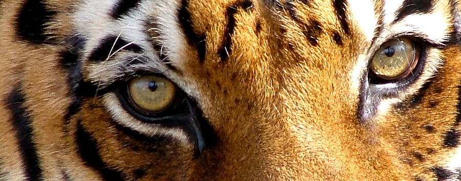 The Eyes of the Tiger Photograph by John Rohloff